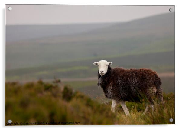 Lone sheep on moorland Acrylic by Danny Hill