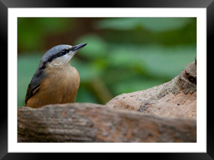 Nuthatch in woodland Framed Mounted Print by Danny Hill