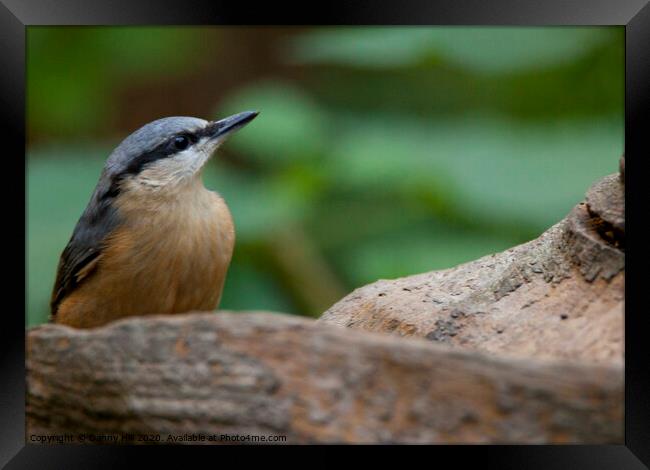 Nuthatch in woodland Framed Print by Danny Hill