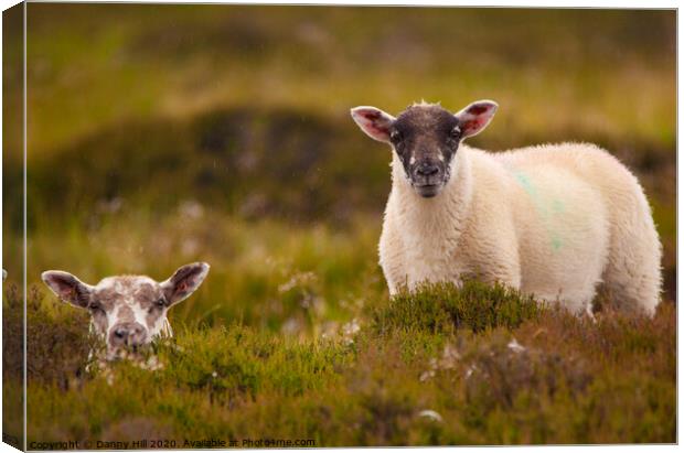 A pair of moorland sheep in Yorkshire Canvas Print by Danny Hill