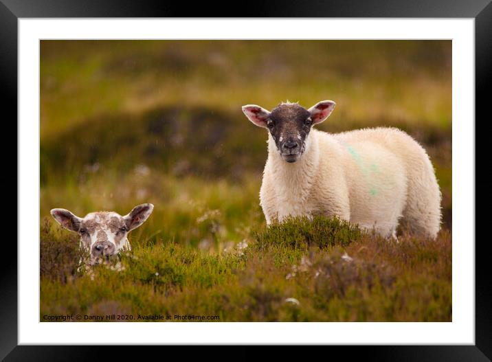A pair of moorland sheep in Yorkshire Framed Mounted Print by Danny Hill