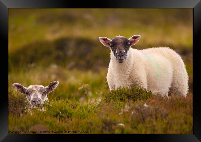 A pair of moorland sheep in Yorkshire Framed Print by Danny Hill