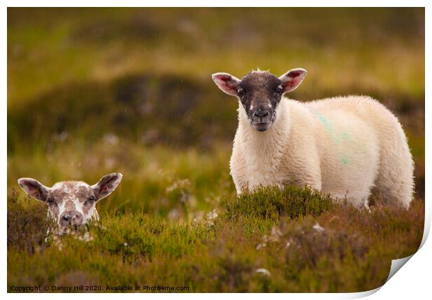 A pair of moorland sheep in Yorkshire Print by Danny Hill