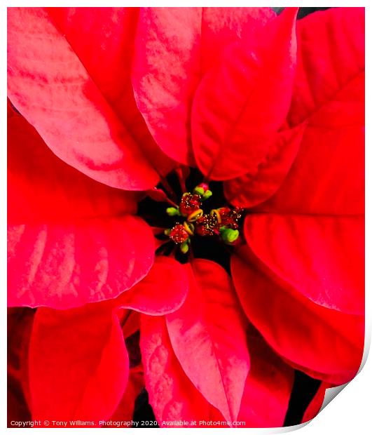 Poinsettia  Print by Tony Williams. Photography email tony-williams53@sky.com