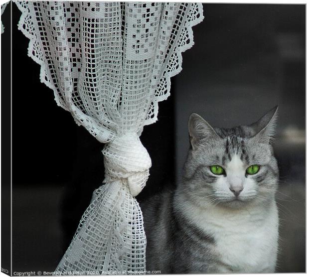 Cat in the window Canvas Print by Beverley Middleton