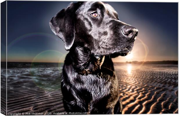 Black Labrador Retriever at the beach at sunrise Canvas Print by Phill Thornton