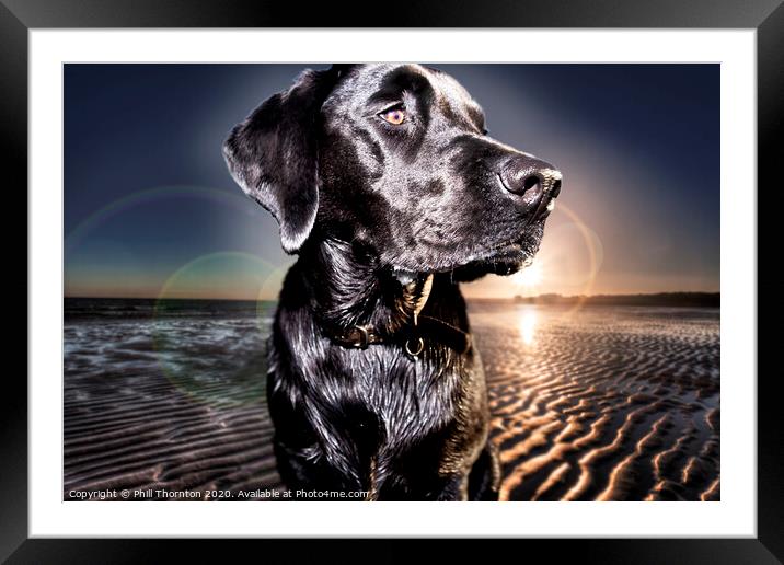 Black Labrador Retriever at the beach at sunrise Framed Mounted Print by Phill Thornton