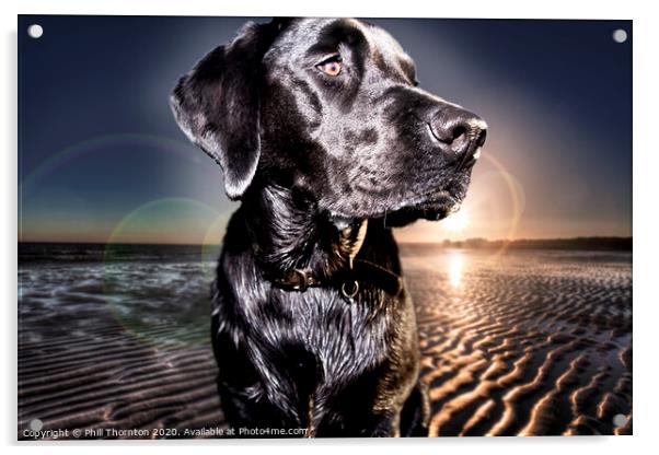 Black Labrador Retriever at the beach at sunrise Acrylic by Phill Thornton