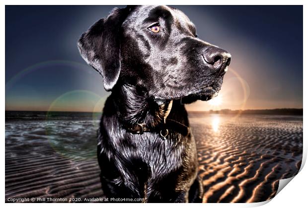 Black Labrador Retriever at the beach at sunrise Print by Phill Thornton