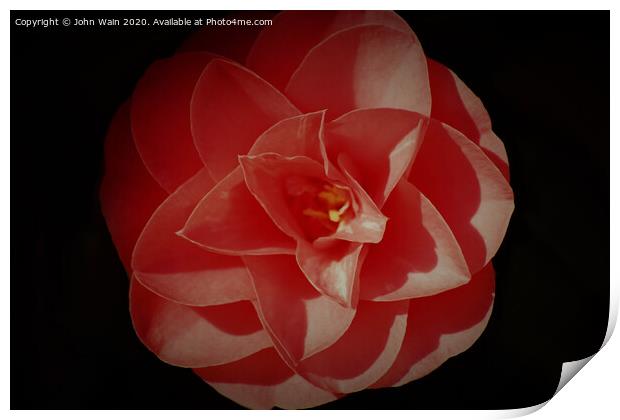 Pink Camellia Bud Print by John Wain