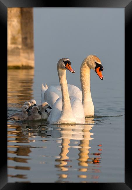 Swan family Framed Print by Arpad Radoczy