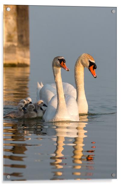 Swan family Acrylic by Arpad Radoczy