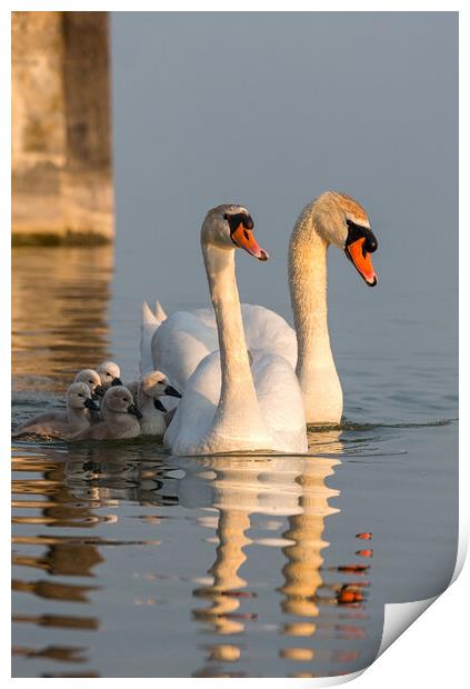 Swan family Print by Arpad Radoczy