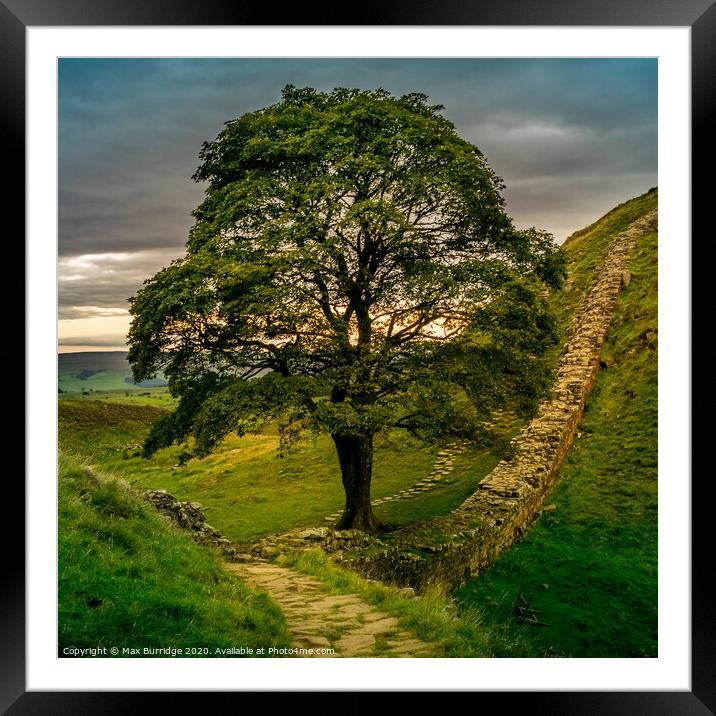 Grey sunset at Sycamore Gap Framed Mounted Print by Max Burridge