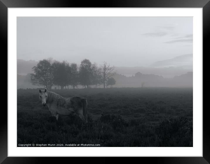 Dapple grey Pony in the early morning mist, New Forest National Park Framed Mounted Print by Stephen Munn