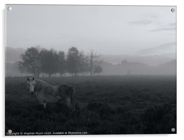 Dapple grey Pony in the early morning mist, New Forest National Park Acrylic by Stephen Munn