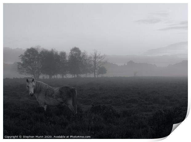 Dapple grey Pony in the early morning mist, New Forest National Park Print by Stephen Munn