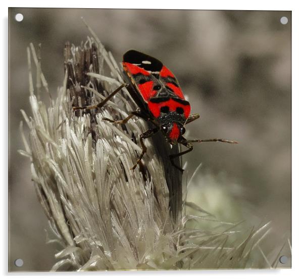 red bug Acrylic by Kamal Joshi