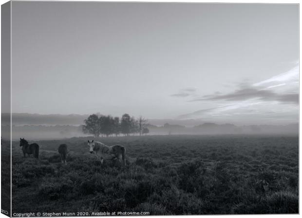 A small herd of ponies in the early morning mist, New Forest National Park Canvas Print by Stephen Munn