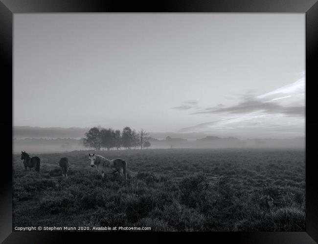 A small herd of ponies in the early morning mist, New Forest National Park Framed Print by Stephen Munn