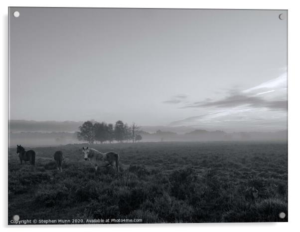 A small herd of ponies in the early morning mist, New Forest National Park Acrylic by Stephen Munn