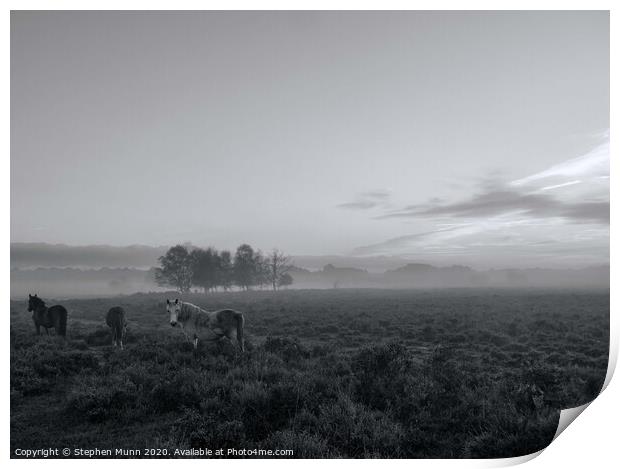 A small herd of ponies in the early morning mist, New Forest National Park Print by Stephen Munn