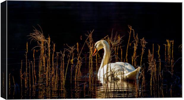 Swan Loch Canvas Print by Grant Glendinning