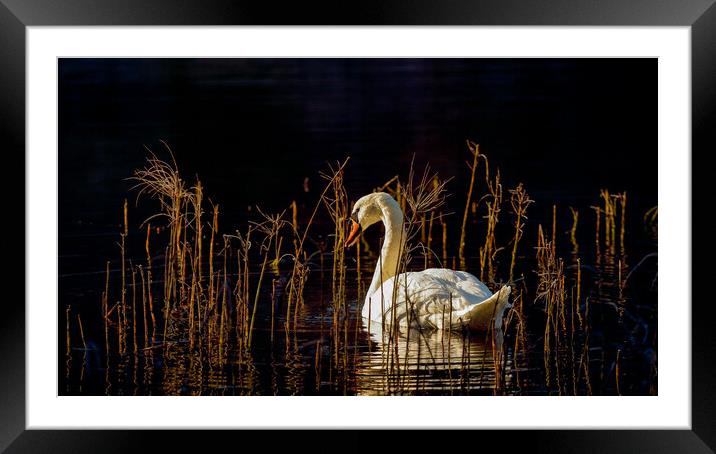 Swan Loch Framed Mounted Print by Grant Glendinning