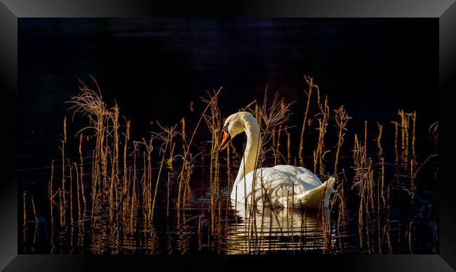 Swan Loch Framed Print by Grant Glendinning