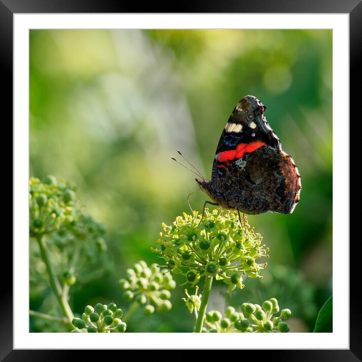 Red Admiral Butterfly Framed Mounted Print by Maarten D'Haese