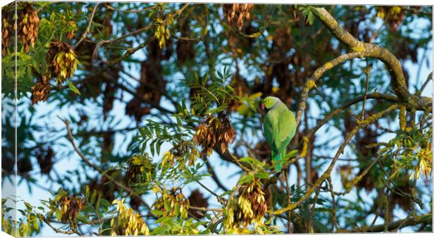 Green parakeet resting in tree Canvas Print by Maarten D'Haese
