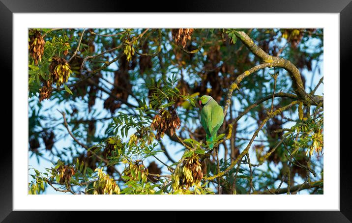 Green parakeet resting in tree Framed Mounted Print by Maarten D'Haese