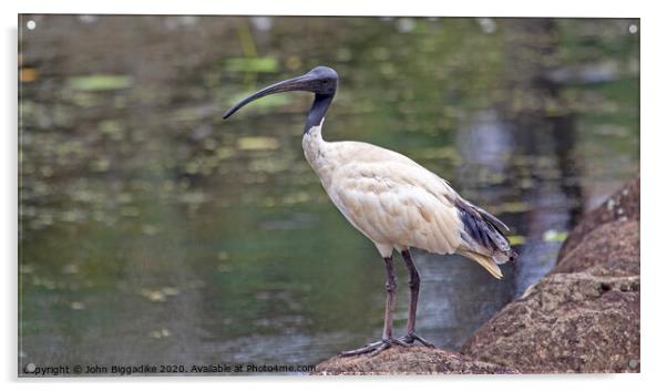Australian white ibis Acrylic by John Biggadike