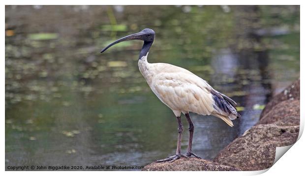 Australian white ibis Print by John Biggadike