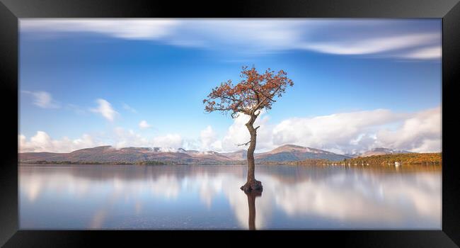  Loch Lomond Tree Framed Print by Grant Glendinning