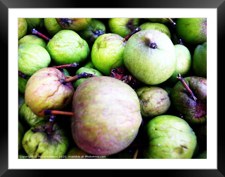 Fallen Apples at the foot of the tree in Freuchie Framed Mounted Print by Fiona Williams