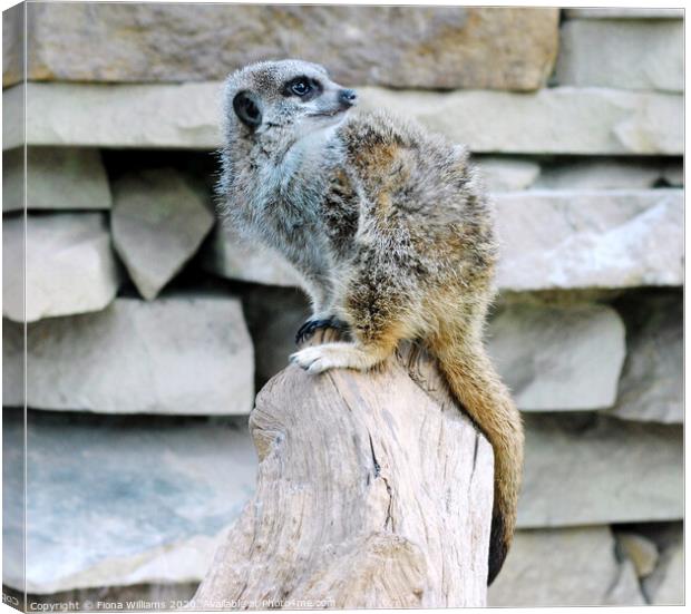 Meerkat Perched on a log at Caldreglen park Canvas Print by Fiona Williams