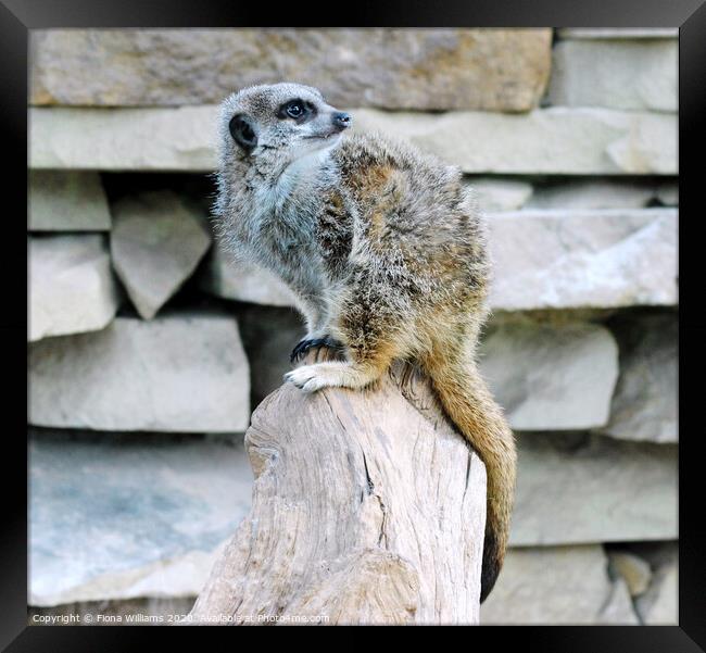 Meerkat Perched on a log at Caldreglen park Framed Print by Fiona Williams