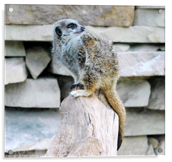 Meerkat Perched on a log at Caldreglen park Acrylic by Fiona Williams