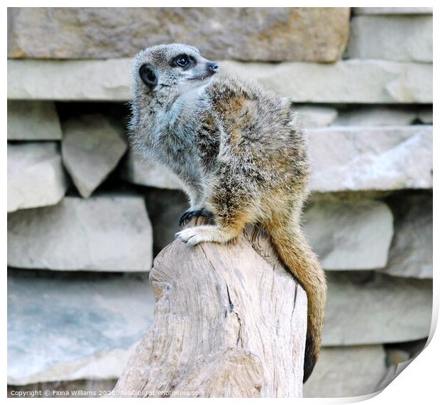 Meerkat Perched on a log at Caldreglen park Print by Fiona Williams