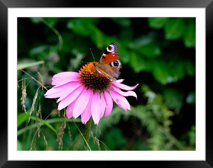Echinacea Flower with Butterfly  Framed Mounted Print by Jacqui Farrell