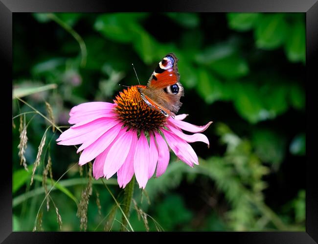 Echinacea Flower with Butterfly  Framed Print by Jacqui Farrell
