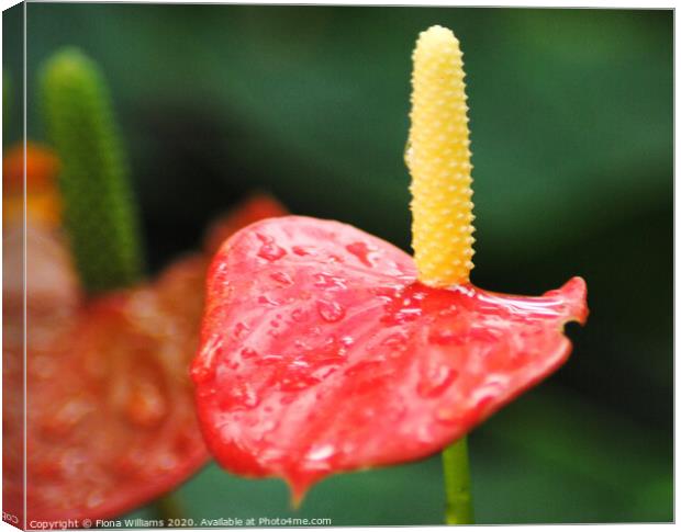 Beautiful Anthurium in the tropical conservatory o Canvas Print by Fiona Williams