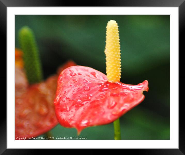 Beautiful Anthurium in the tropical conservatory o Framed Mounted Print by Fiona Williams