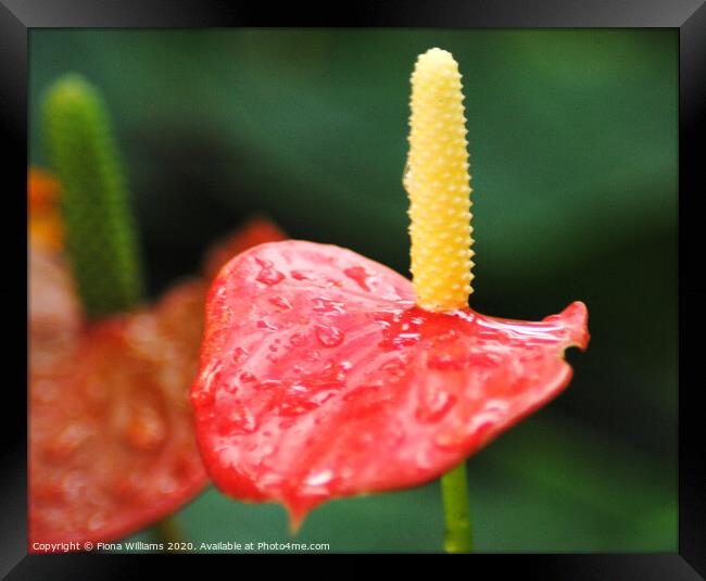 Beautiful Anthurium in the tropical conservatory o Framed Print by Fiona Williams