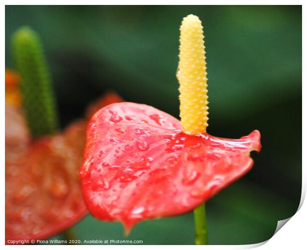 Beautiful Anthurium in the tropical conservatory o Print by Fiona Williams