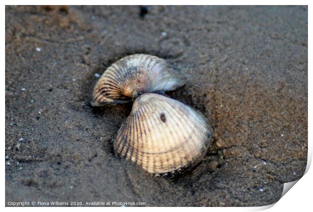 Sea shells on Southerness Beach Print by Fiona Williams