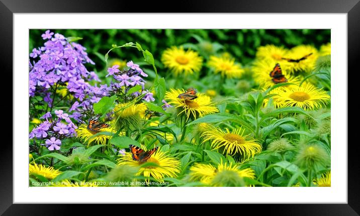 Beautiful tortoiseshell butterflies taking a rest  Framed Mounted Print by Fiona Williams