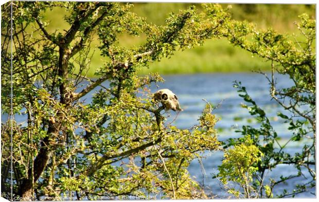 Sheep skull in a tree at Parton Estate Canvas Print by Fiona Williams