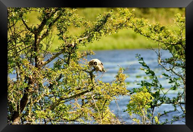 Sheep skull in a tree at Parton Estate Framed Print by Fiona Williams
